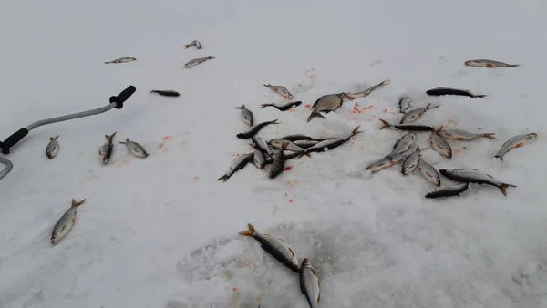 Увлекательная рыбалка